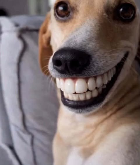 dog.jpg