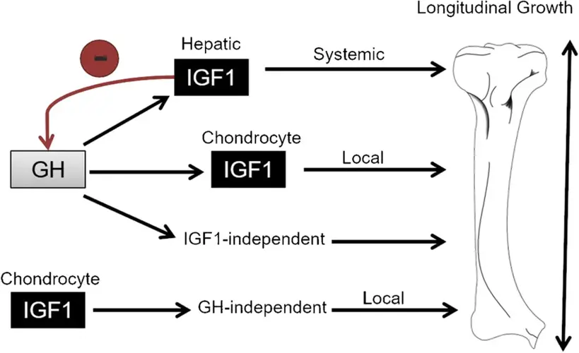 GH IGF 1 axis in postnatal limb elongation Flow diagram illustrates the basic pathways