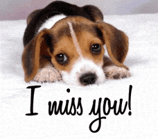 dogimissyou.gif