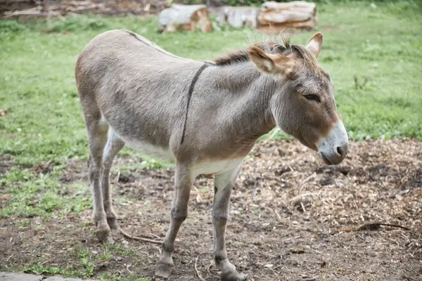 donkey-full-growth-on-background-600nw-2180445801.webp