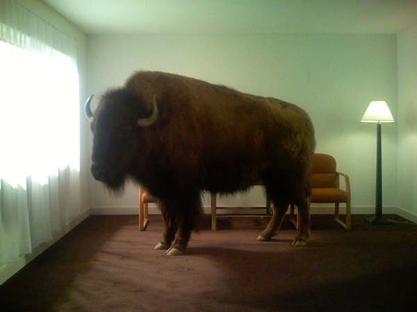 49776d5b63b8d8425ced97e19a0fc9e4