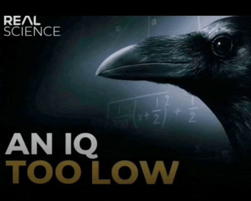 an-iq-too-low (1).gif
