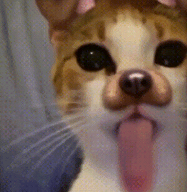 Cat2
