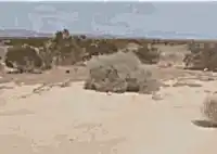 Tumbleweeds desert