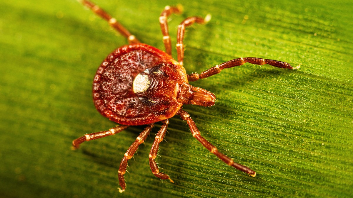 Amblyomma americanum PHIL