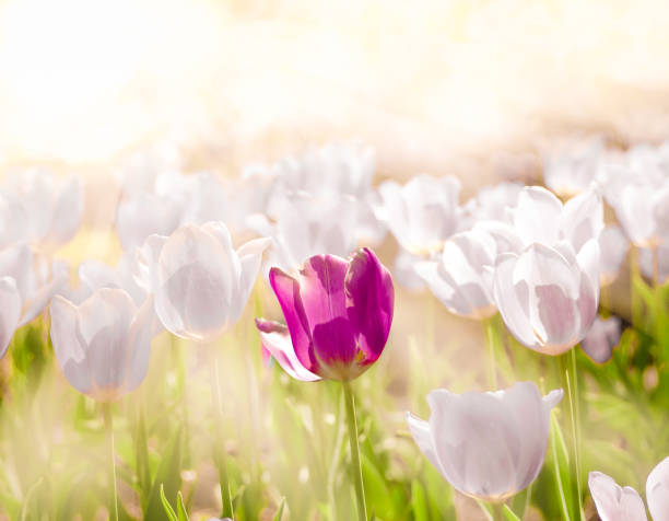 Tulip