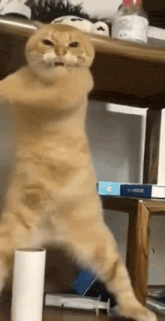 Catdancinggif