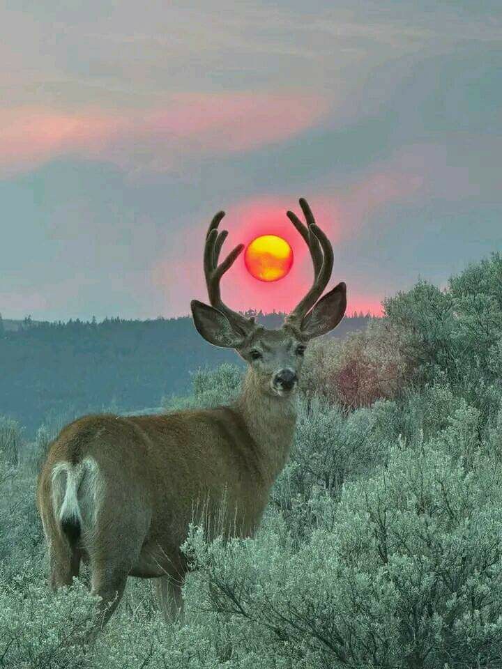 1000062075