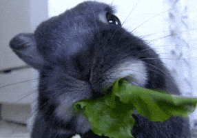 Bunny