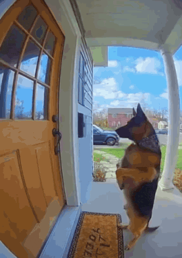 Sora ai ai dog