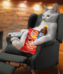 Laid back cat