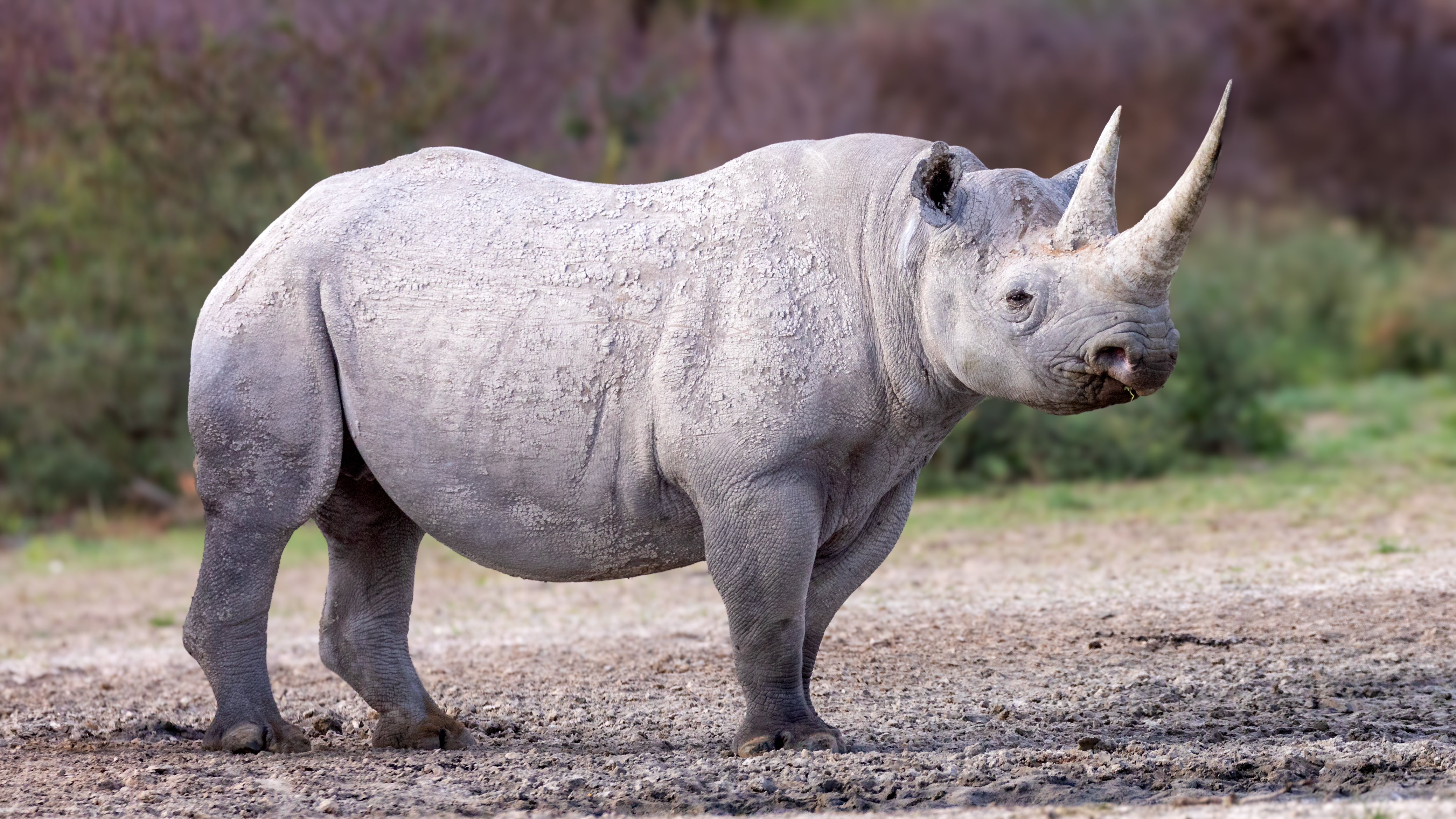 Black Rhino at Working with Wildlife