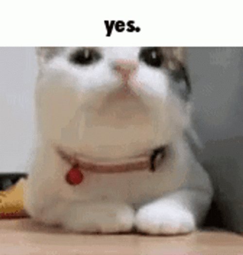 Cat bobbing head nodding yes funny meme 3sx83tch5pc15uyh