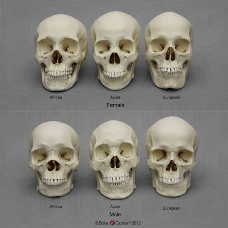 Images 33