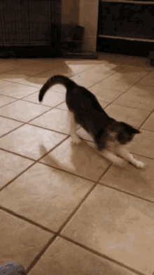 Cat chasing