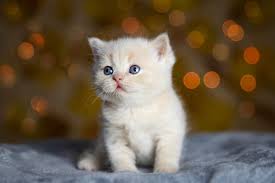 Cute kitten Photos - Download Free High ...