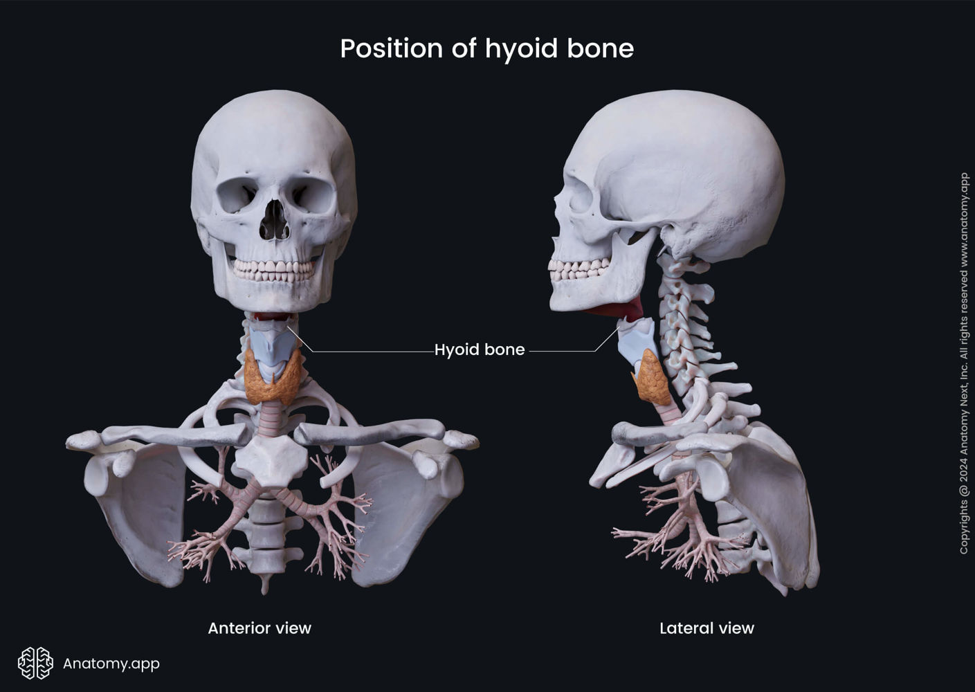 Head neck skull cranium hyoid bone position anterior lateral 20240912095957 medium