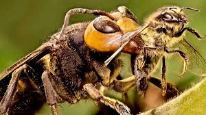 Hornets