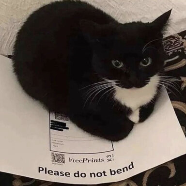 1000101229