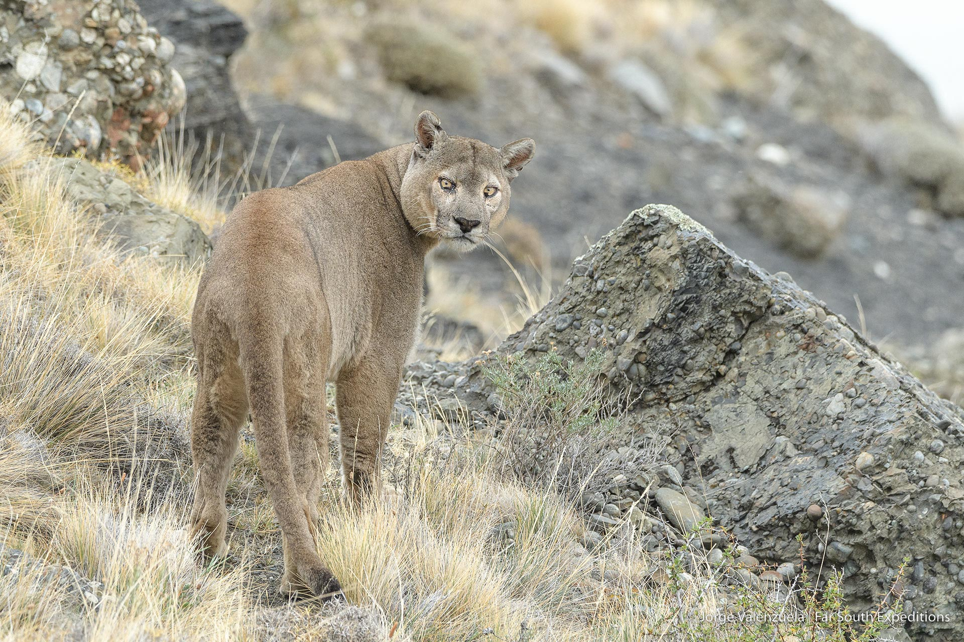 1779070042603