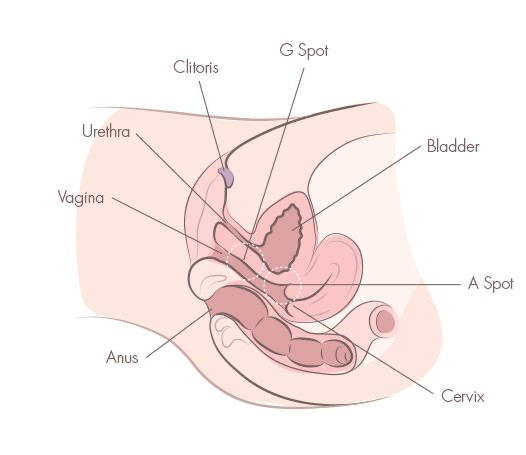 1857859_g-spot-cross-section.jpg