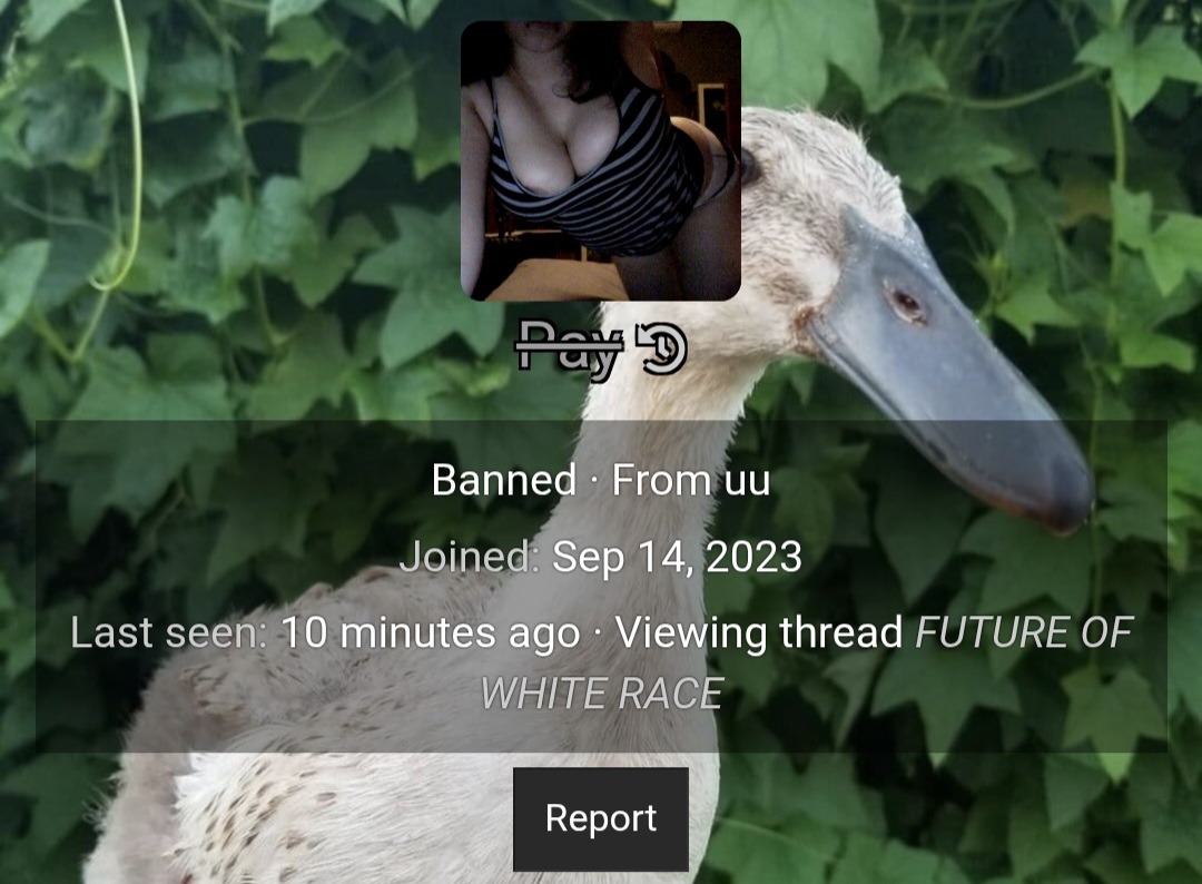 29529