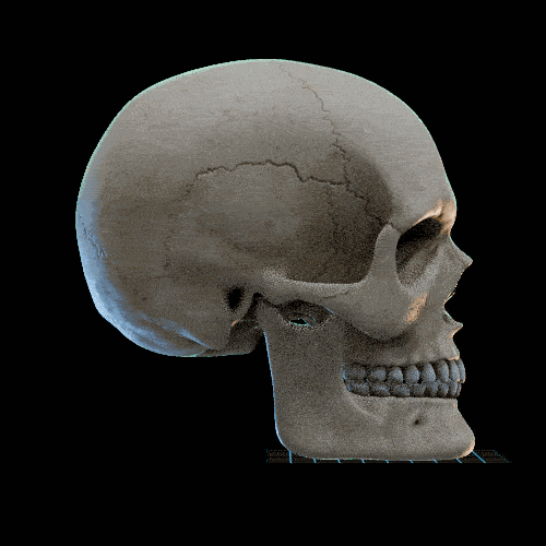 5276632 mandibular 2