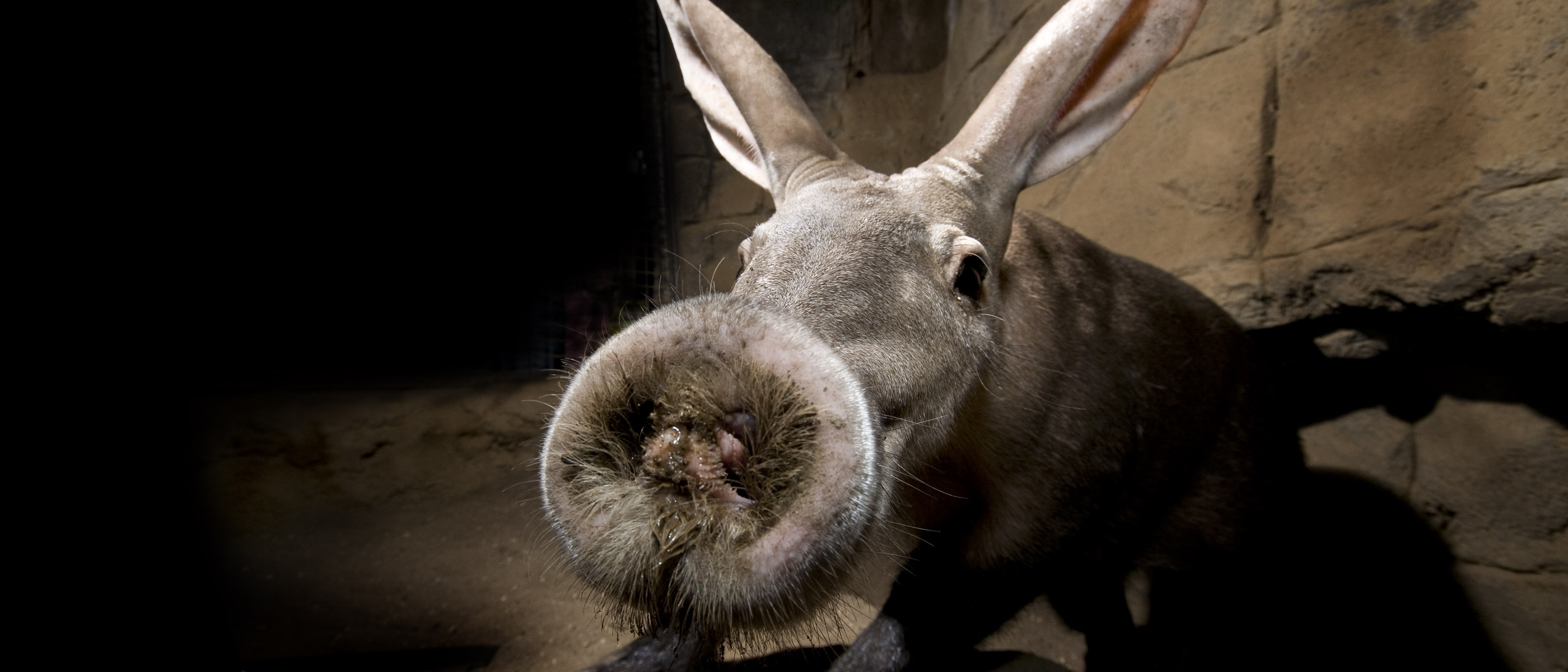 Csm Aardvark 6456db96c6