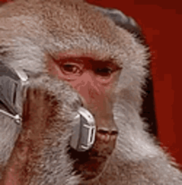 Monkey phone