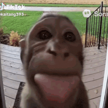 Ai monkey
