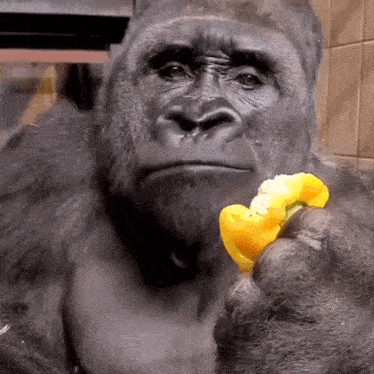 Monkey gorilla