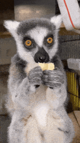 Lemur lemur eating 1