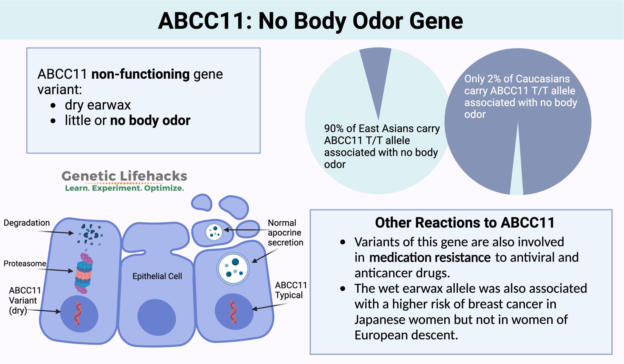 ABCC11 Graphical Abstract scaled