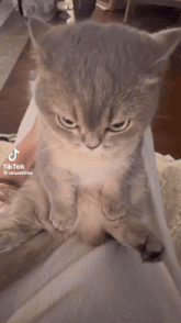 Cat kitty