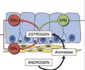 Erb