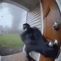 6256742_IMG_9574.gif