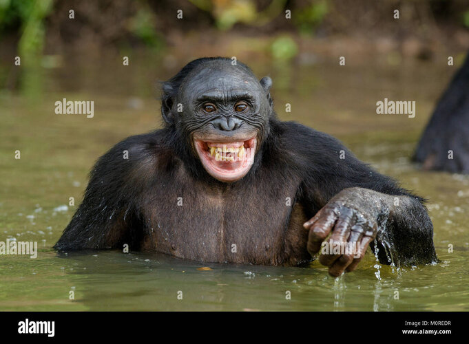 Smiling bonobo in the water bonobo in the water with pleasure and M0REDR 2702253602