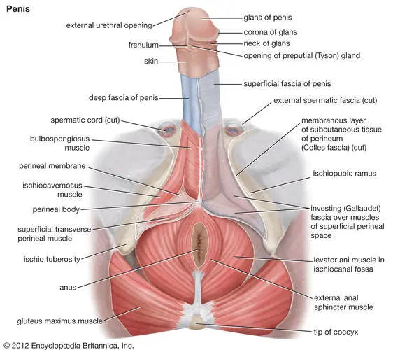 Human penis