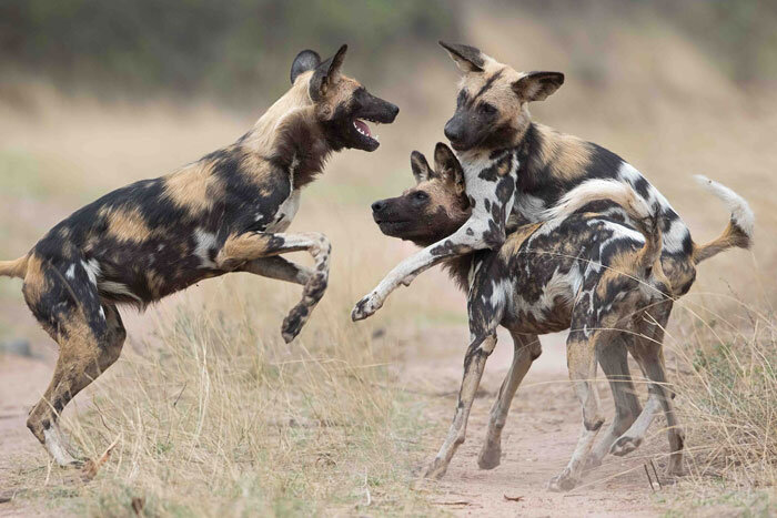wild-dogs.jpg