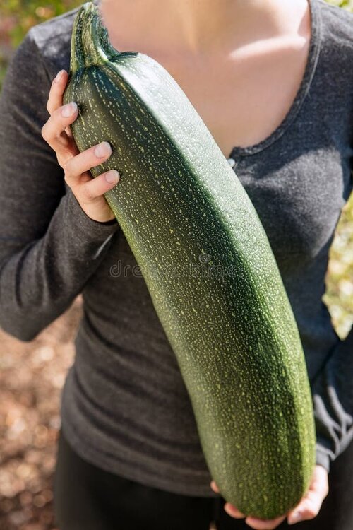 Woman holding big giant zucchini courgette garden fresh 110440225