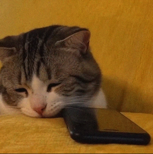 1780011644883.png
