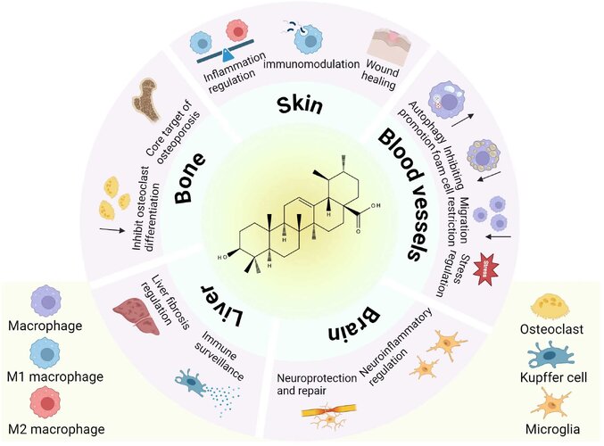 fimmu-16-1576771-g004.jpg