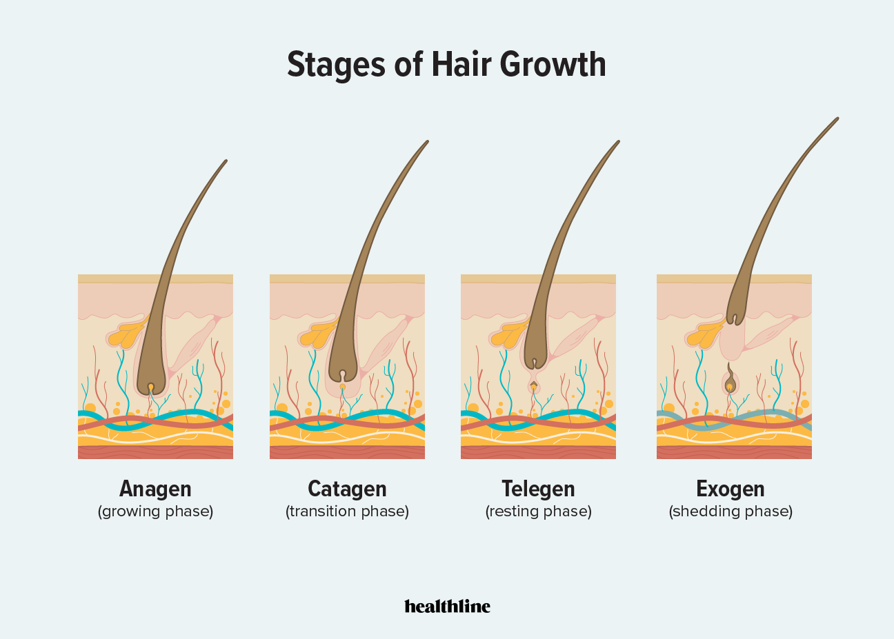 Stages of Hair Growth Plus How to Maintain Hair Health in Every Stage