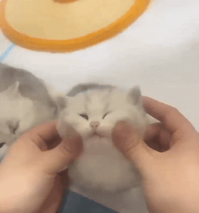 Pet a cat stroking a cat