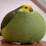 1780666565864
