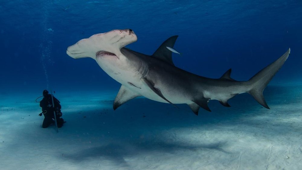 HammerheadJimAbernethy