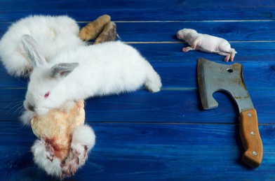Little white rabbit dead newborn 260nw 1385805806