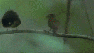Bird mating call