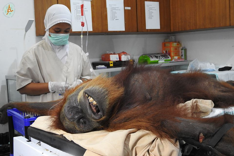 Monkey master