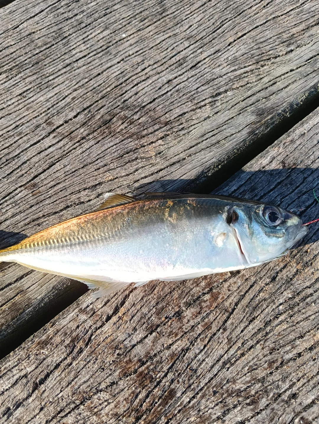 Yakka off jetty v0 8dj6q81s5wte1
